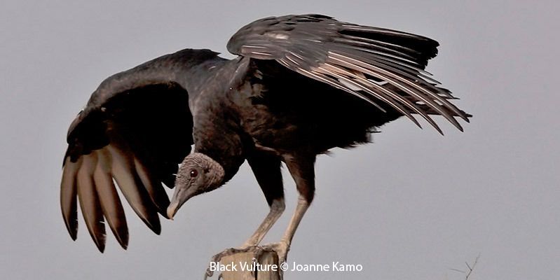 Black Vulture 