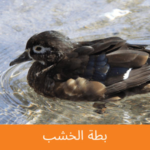 Wood Duck