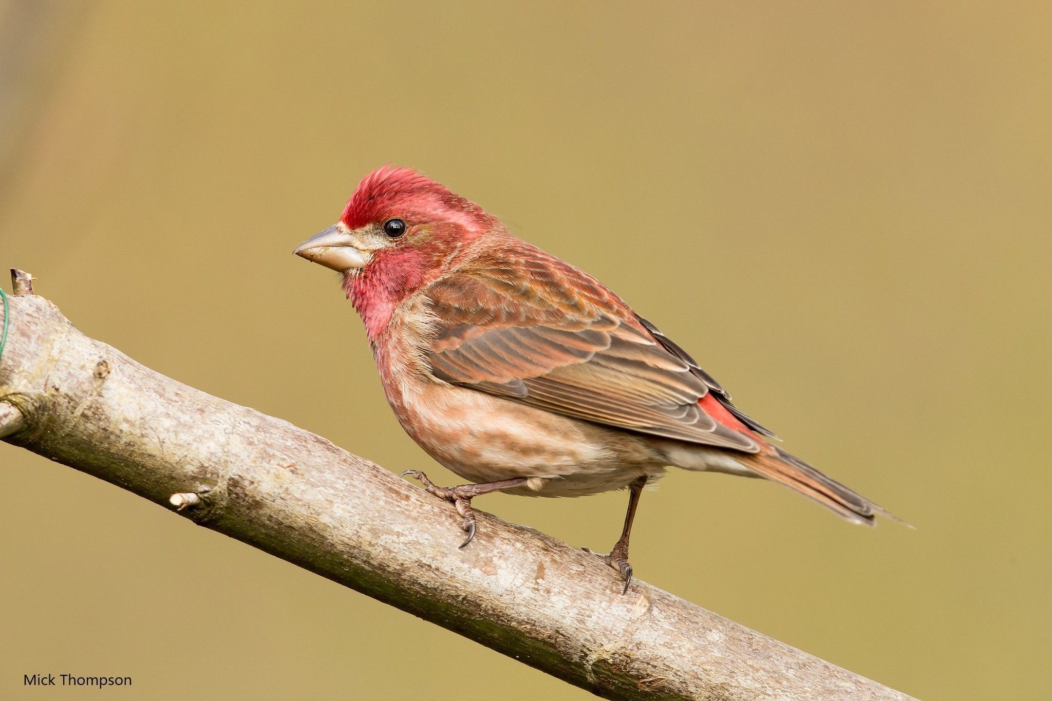 Purple Finch