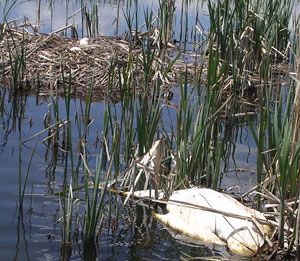 TTSS DISCOVERS TRUMPETER SWAN SLAIN ON IDAHO NEST AND OFFERS REWARD