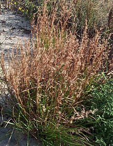 Little Bluestem