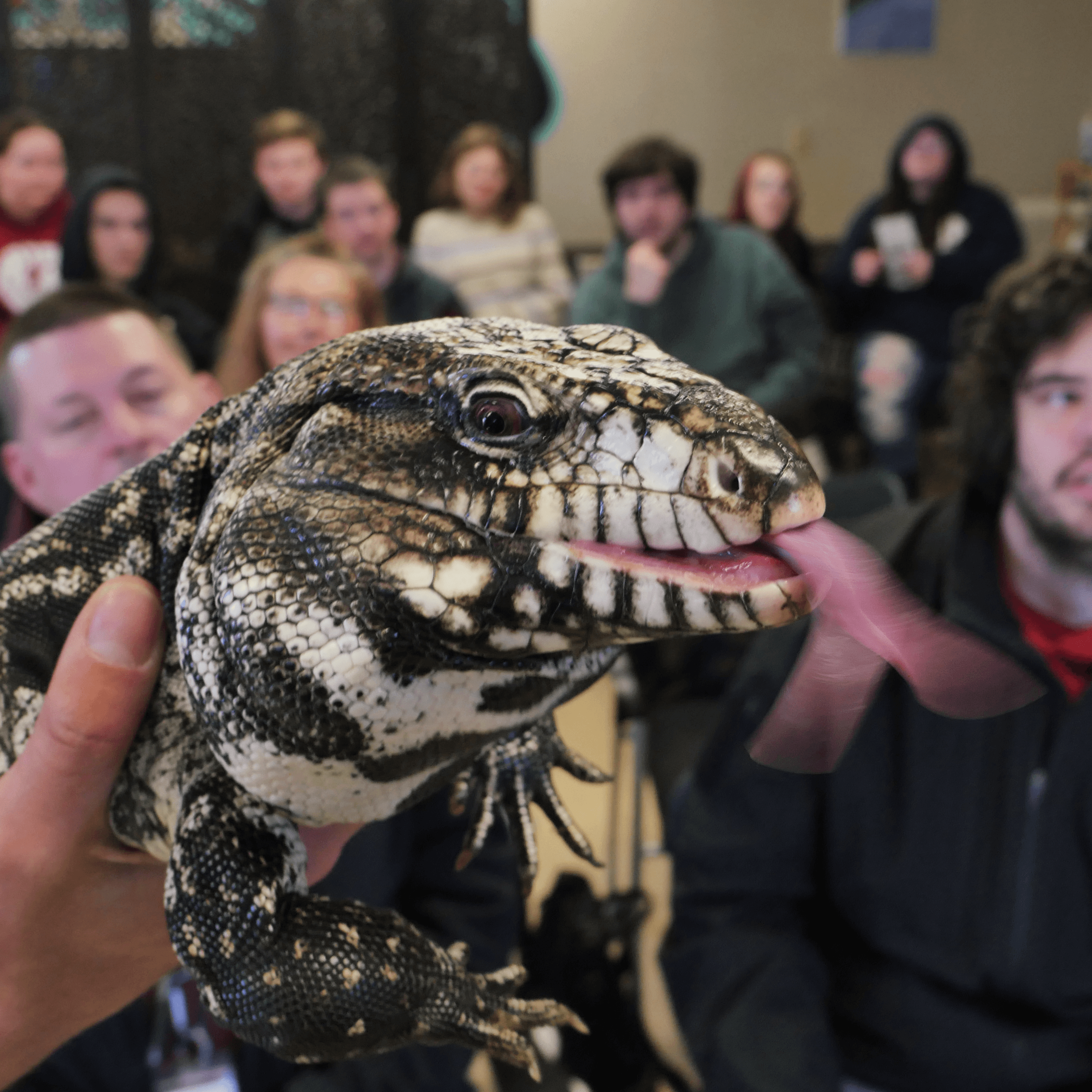 Argentine Tegu| CLIFFORD
