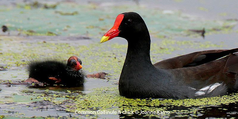 Common Gallinule