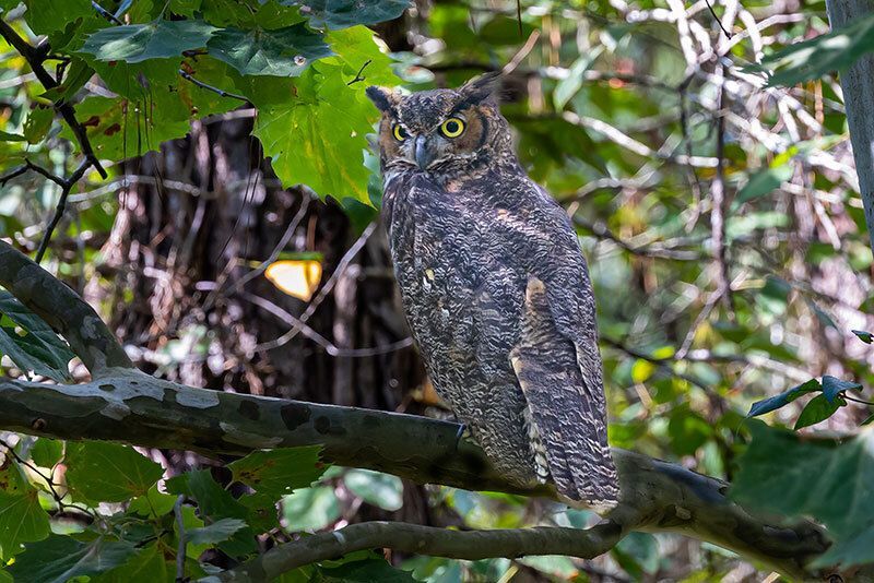 Great Horned Owl