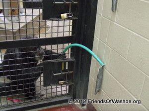 Tatu uses a garden hose to get an out-of-reach treat