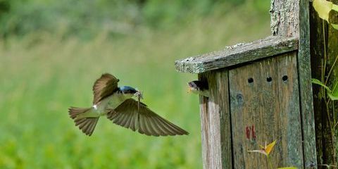 A swallow flies into a bird feeder
