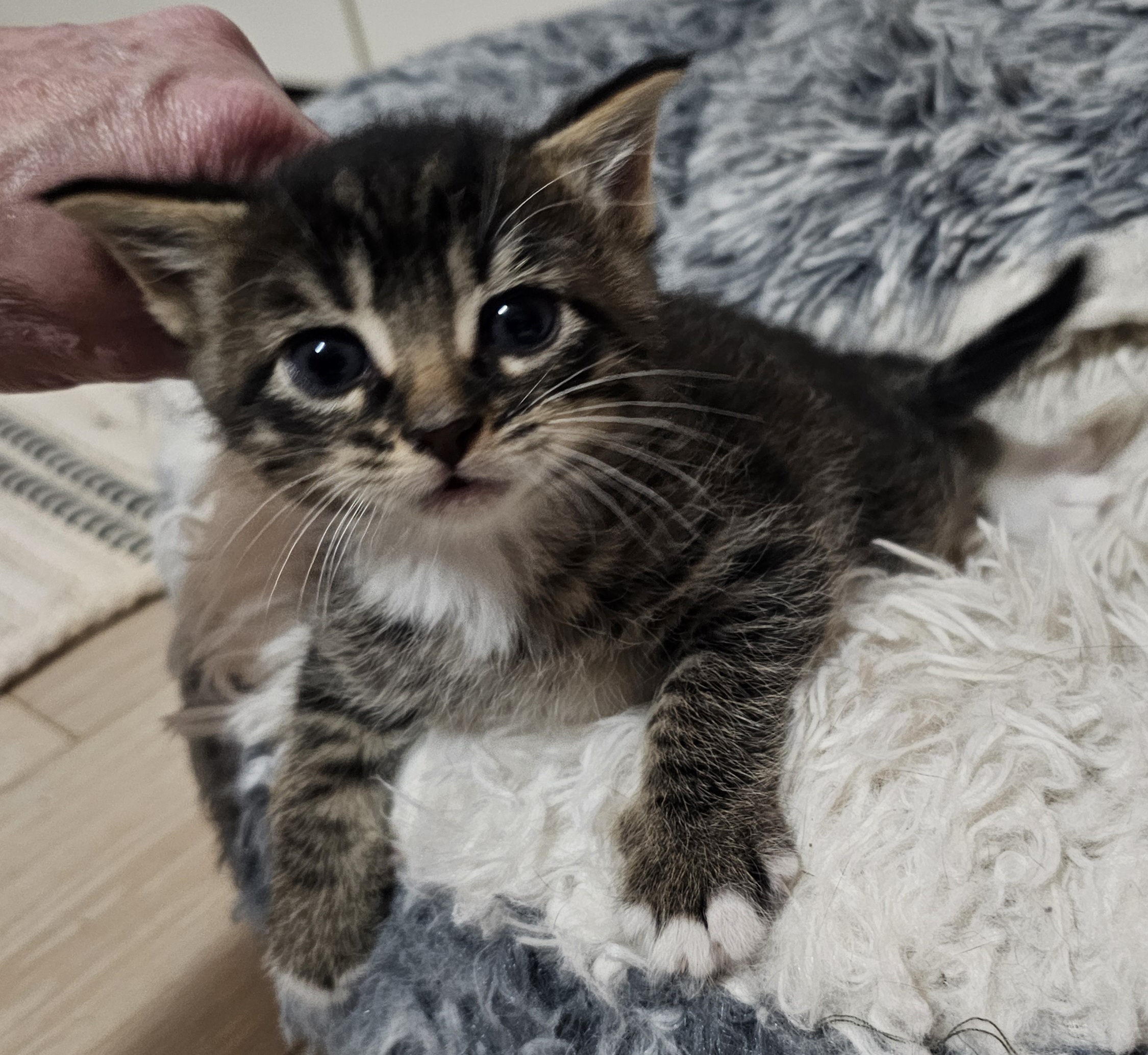 Linus - Adoption Pending