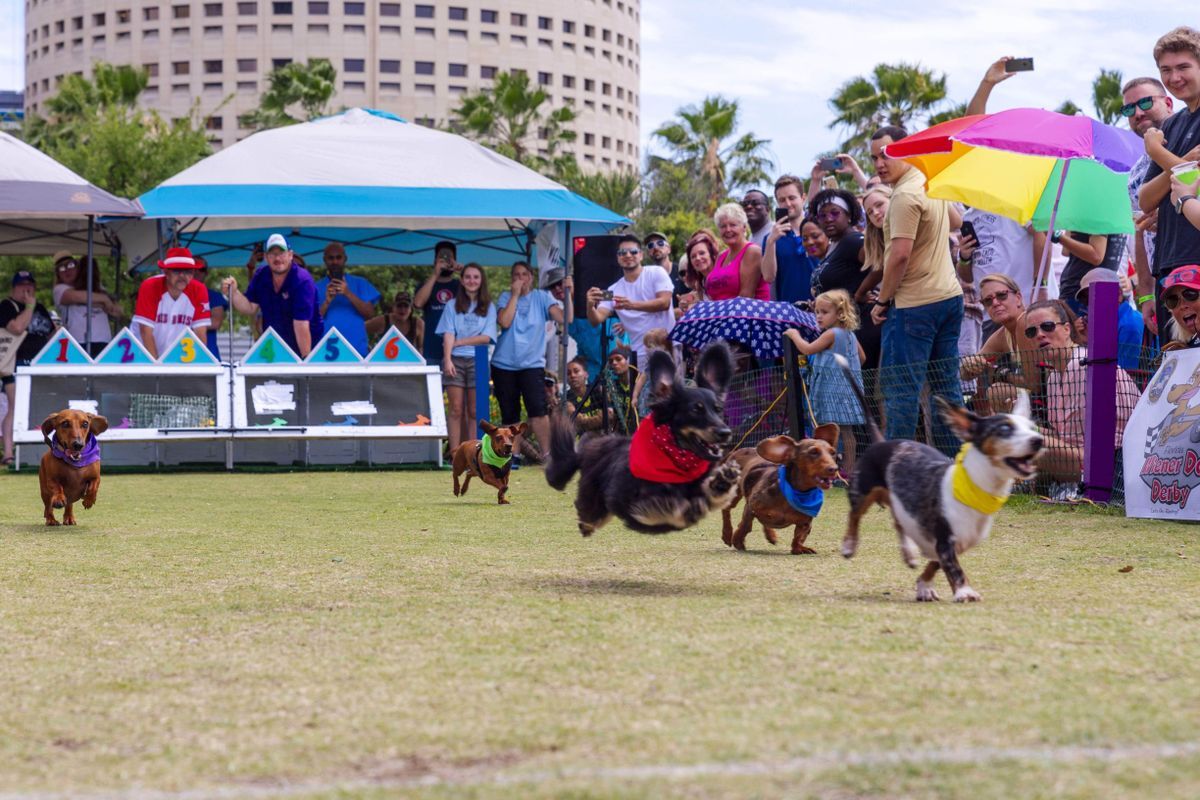 Tampa Riverwalk on X: CALLING ALL WIENER DOGS!🐶 (& all dogs!) Join us  next Saturday, 5/7 for Tampa Riverfest's Wiener Dog Derby 10AM-5PM in  Curtis Hixon Park! 📣 P.S: RIVERFEST IS DOG