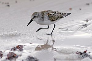 Western Sandpiper