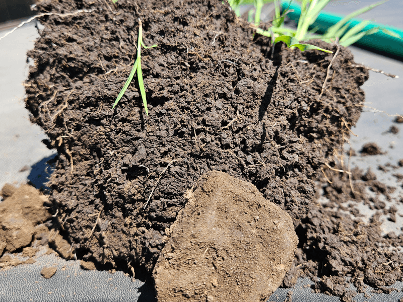 Contrasting photo of two soil samples: one a darker color with living roots, the other lighter and bare