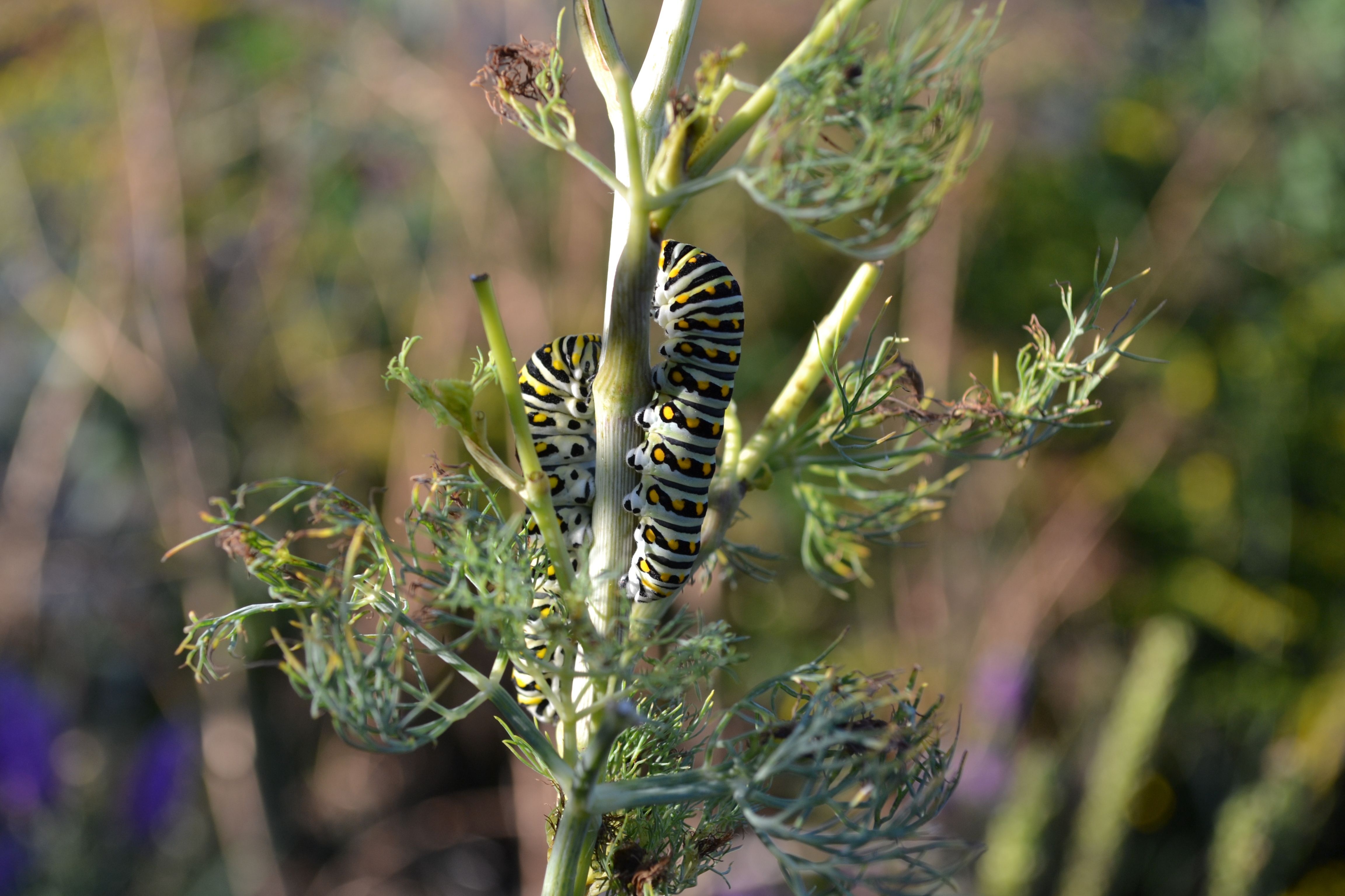 Two swallowtail caterpillars on dill weed. 
