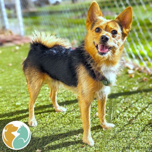 PONCHO - ADOPTED