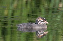 Pied-billed Grebe (juvenile)