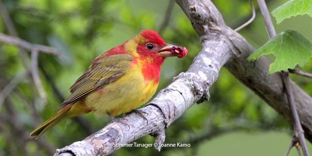 Summer Tanager