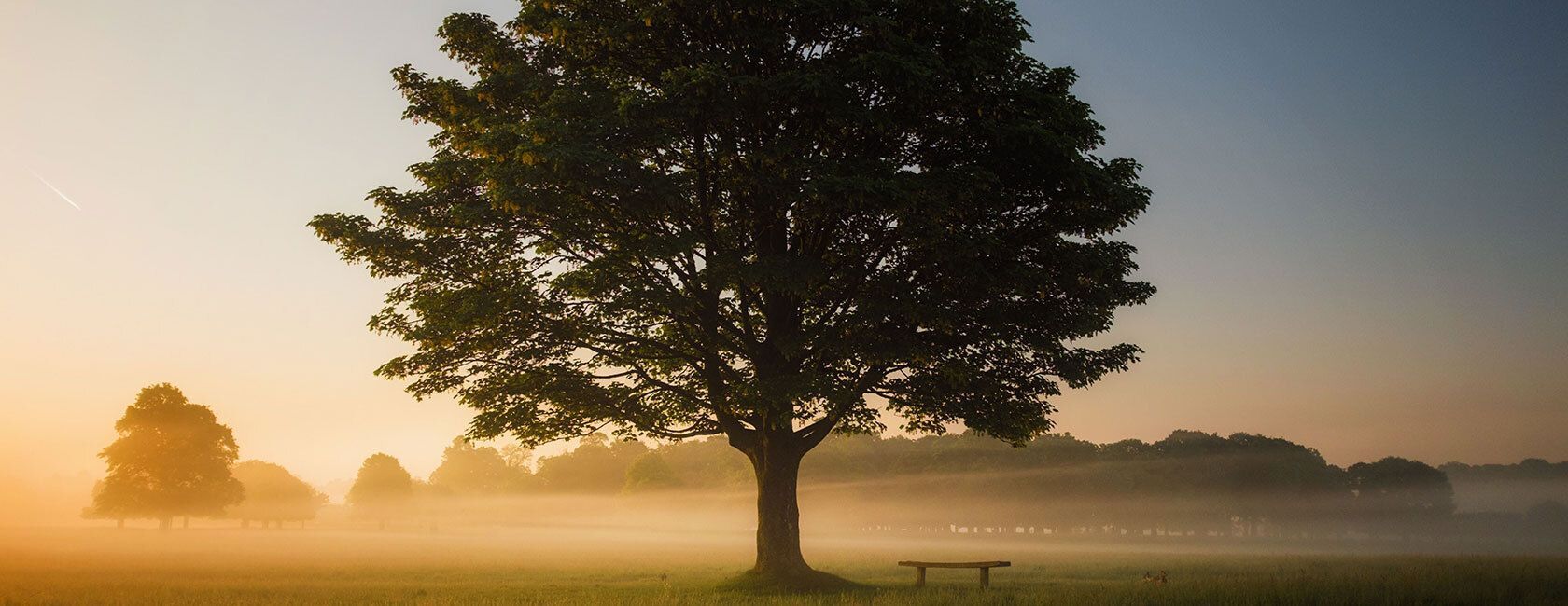 A large tree with a wooden bench beneath it
