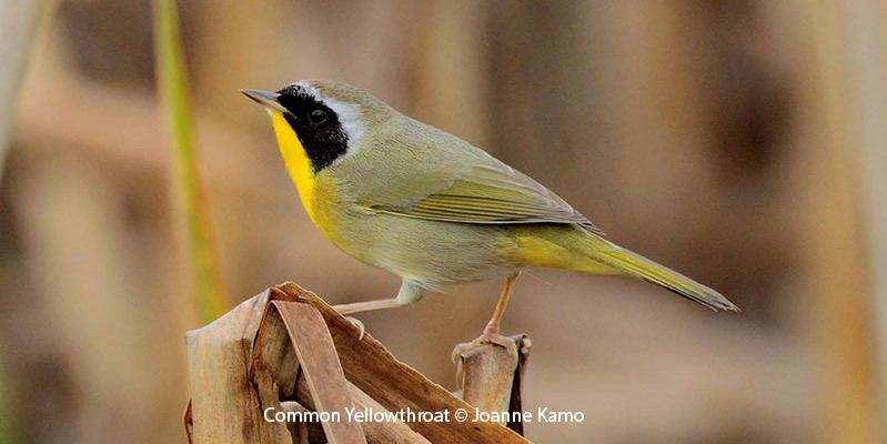 Common Yellowthroat 