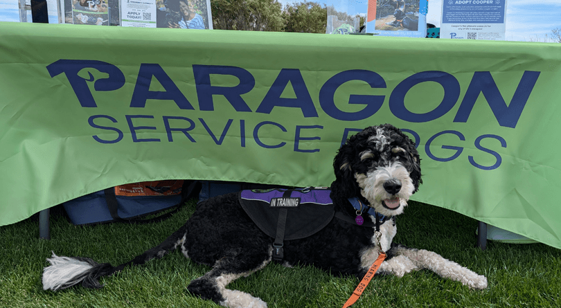 Cosmo in front of event table with Paragon Service Dogs banner