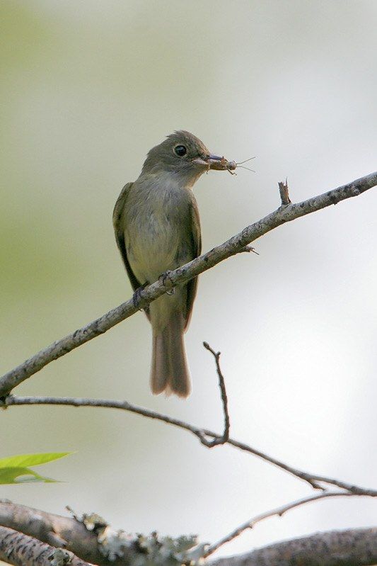 Acadian Flycatcher