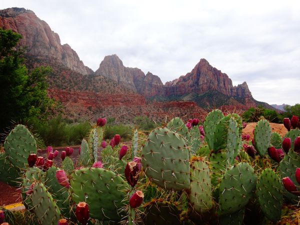 Home : Colorado Cactus & Succulent Society