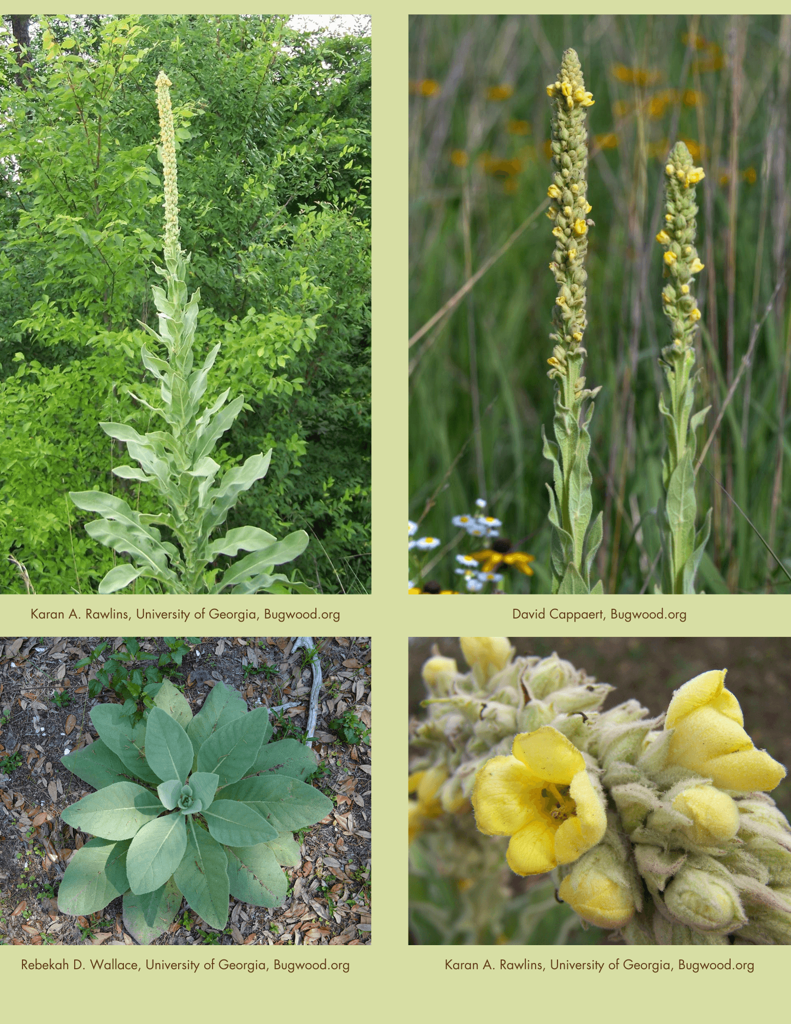 Common Mullein