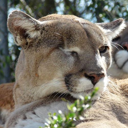 arizona mountain lion