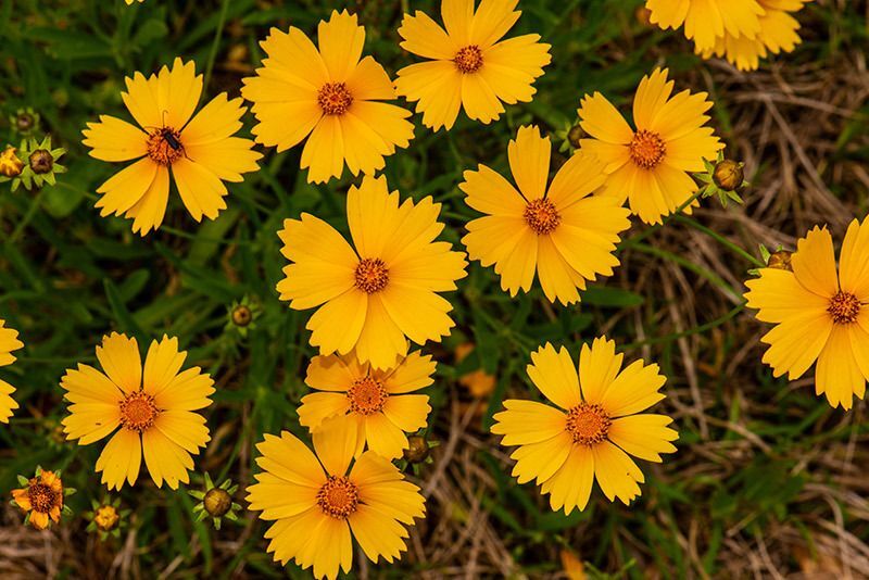 Lanceleaf Coreopsis