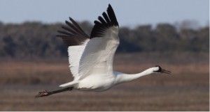 Adult Whooping Crane