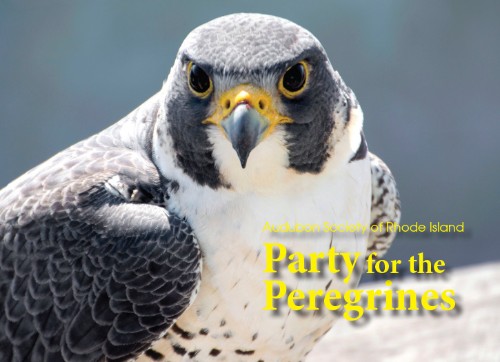 Party for the Peregrines