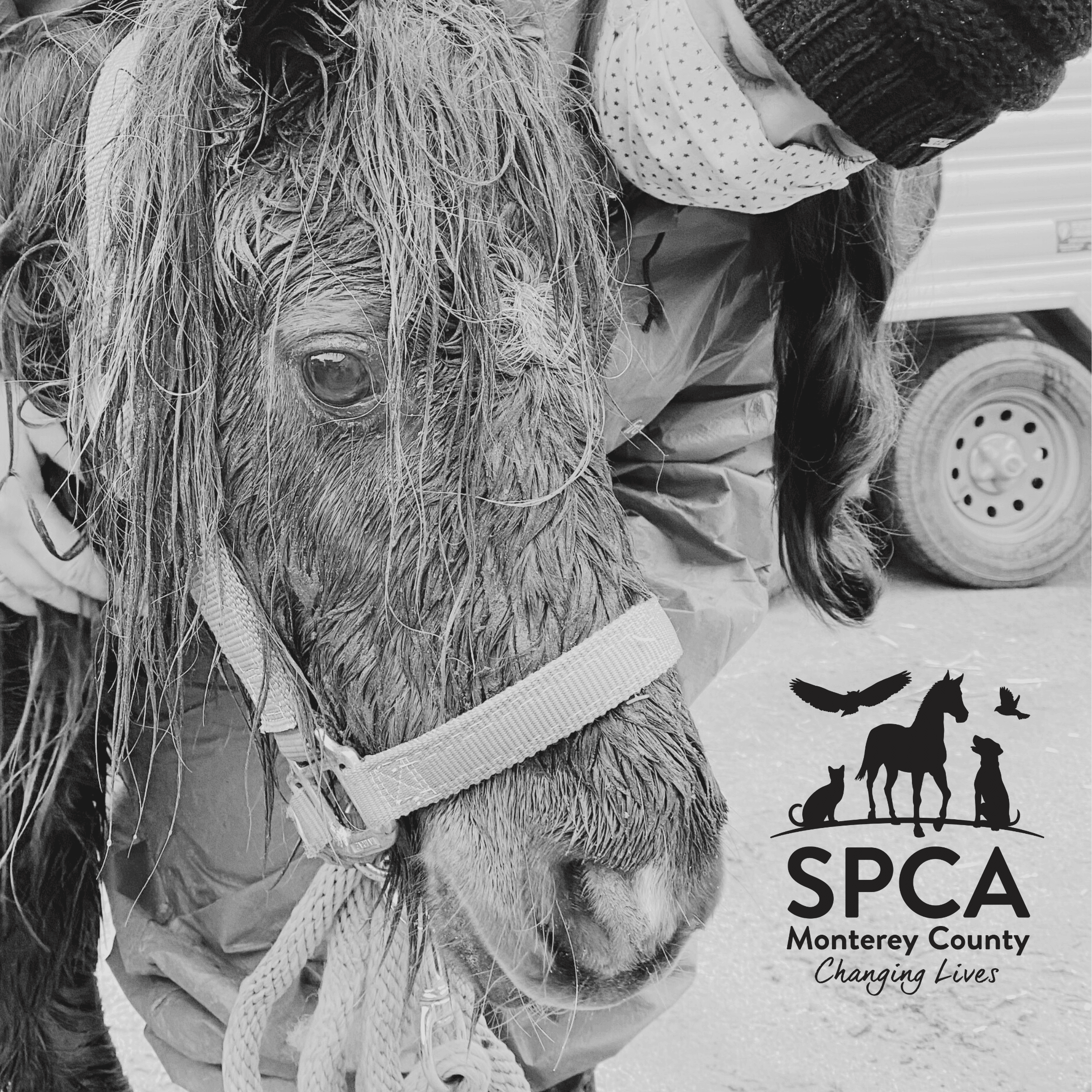 SPCA Stories - Rescuing Animals During Disasters and Disaster Preparedness, SPCA Monterey County