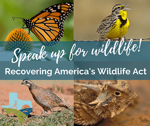 Take Action for Texas Wildlife!