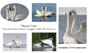 "Swan Love" note cards and envelopes. Set of 5 exclusive Trumpeter Swan Society images. $10