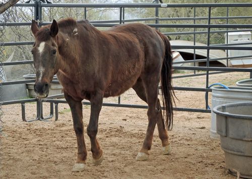 Hope mustang Horse and Burro rescue Southwest Wildlife