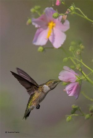 Ruby-throated Hummingbird immature male on saltmarsh mallow