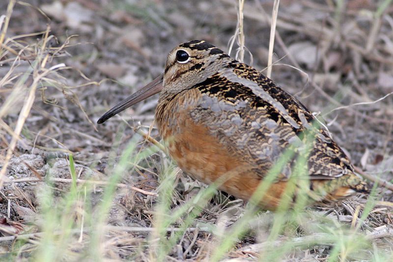 American Woodcock