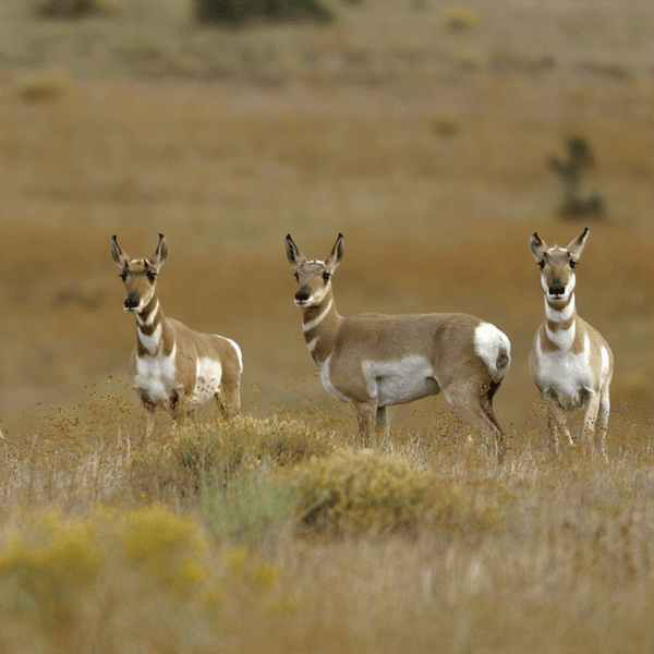 Southwest Wildlife Virtual Speaker Series with Arizona Game and Fish