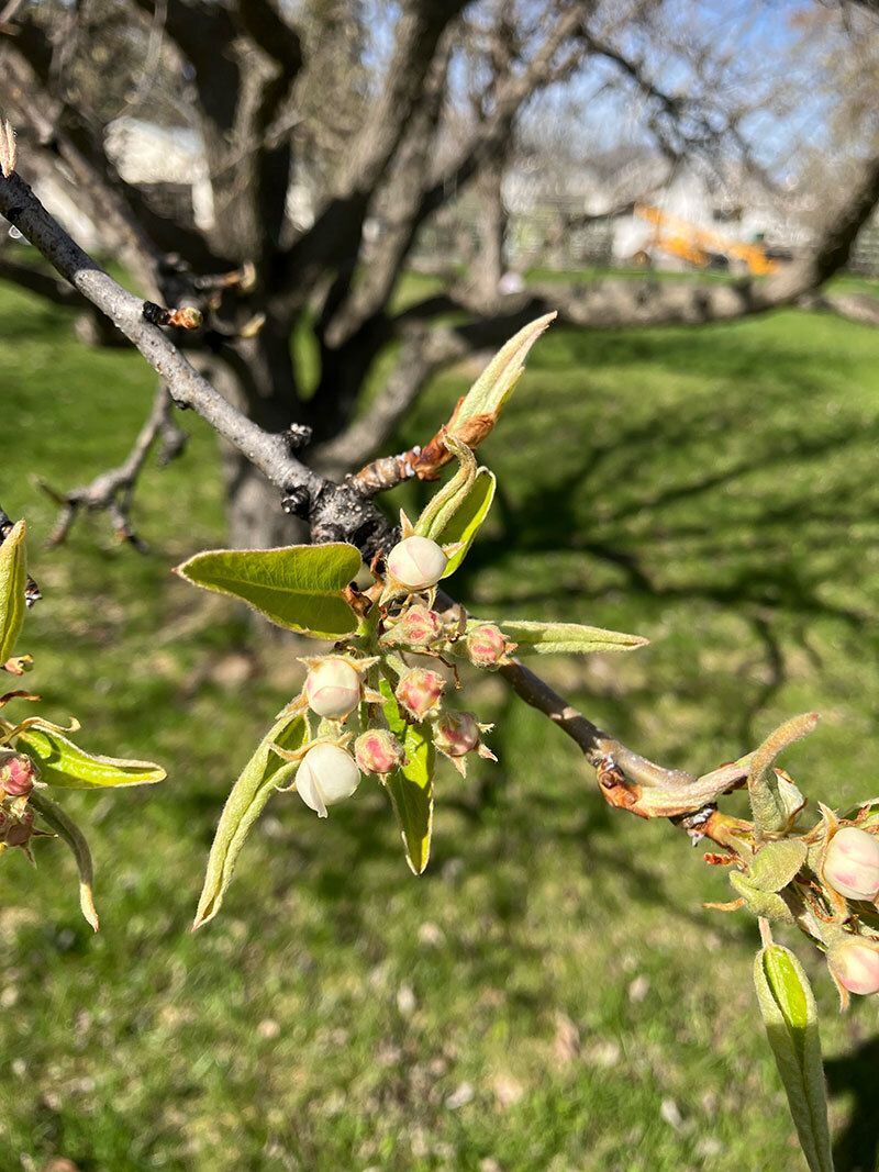 Fruit tree blooming.