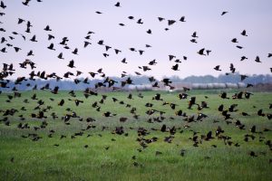 WHAT REMAINS AFTER THE SANDHILL CRANES LEAVE