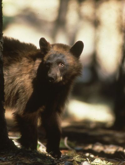 A black bear cub perched on the branch of a tree