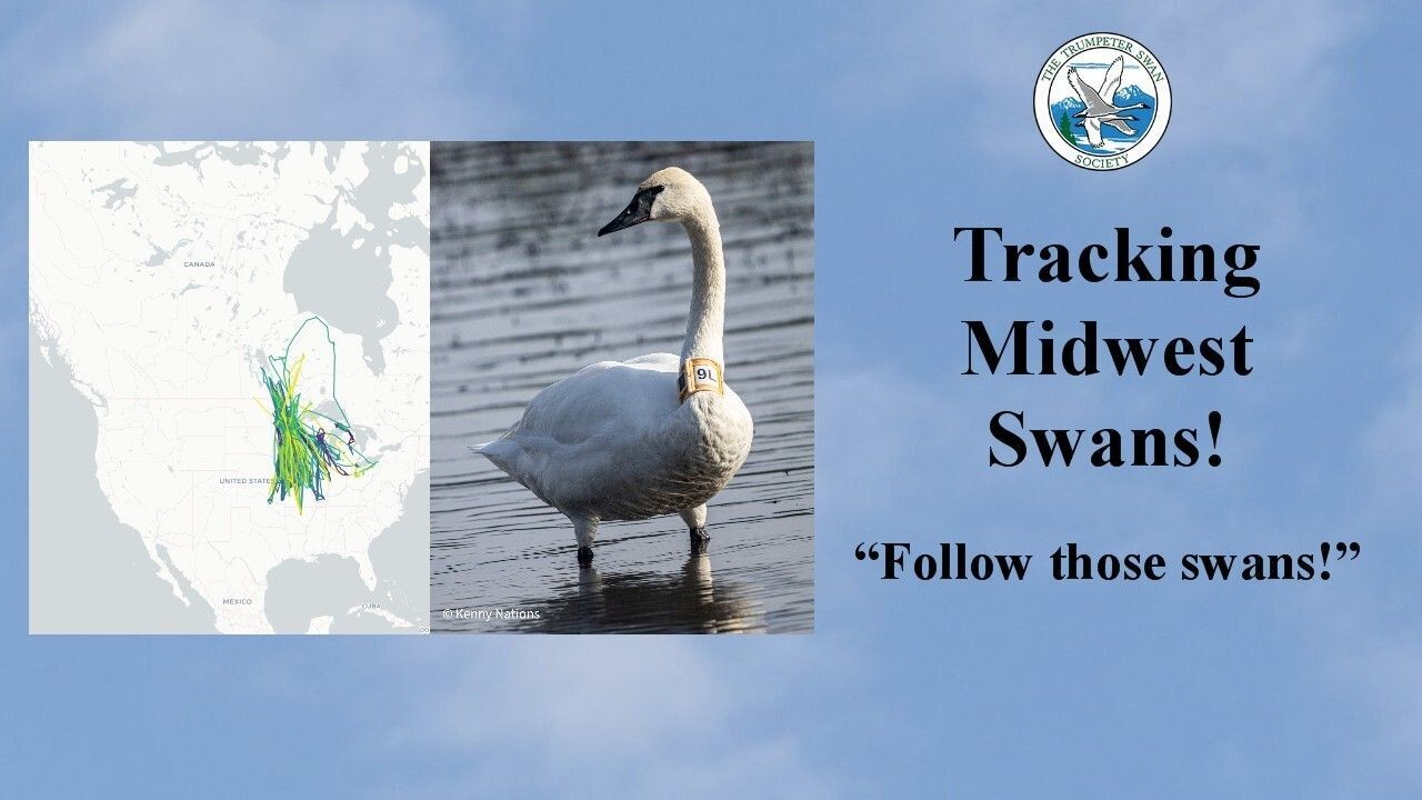 Tracking Midwest Swans webinar