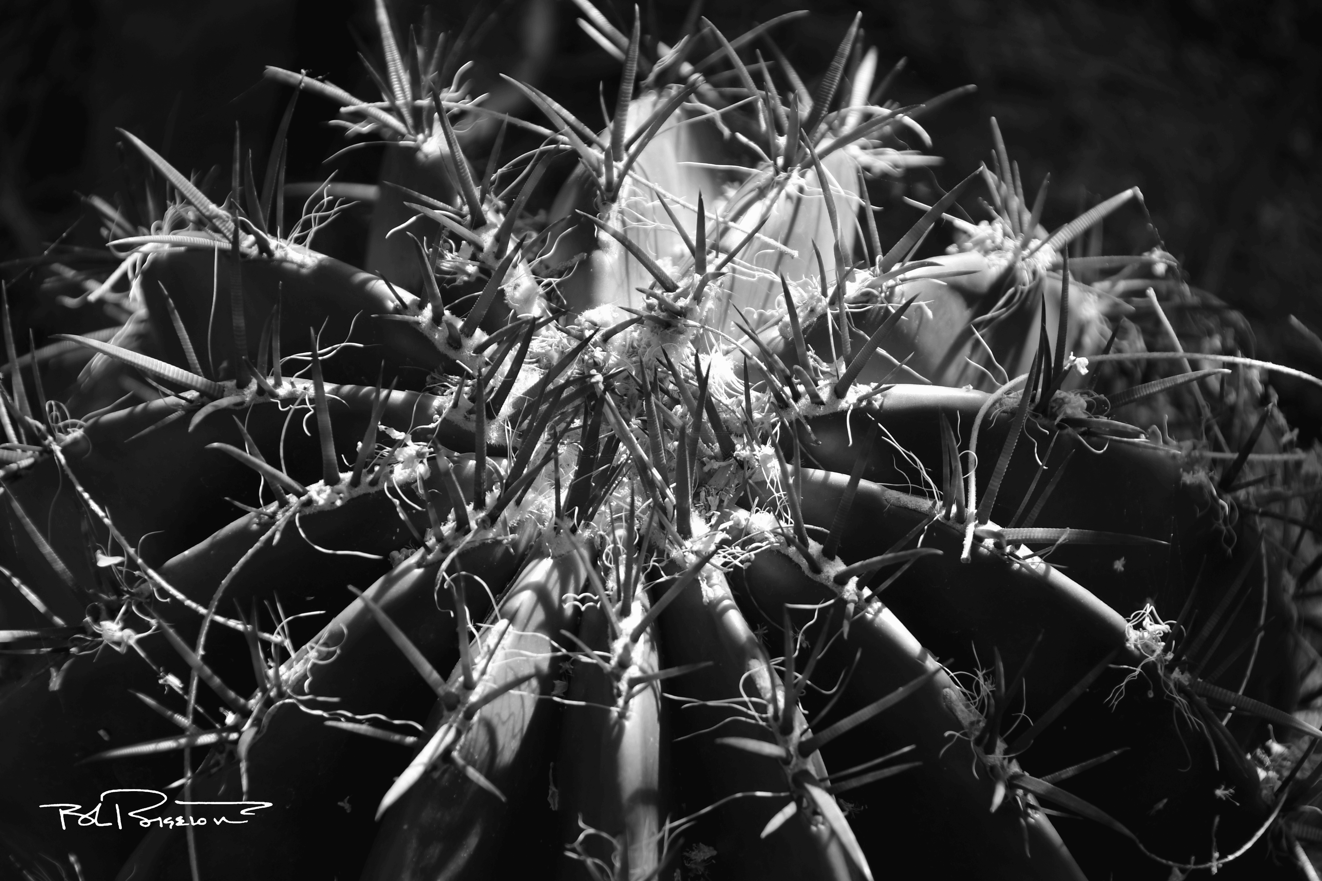 Cactus Barrel B&W 2