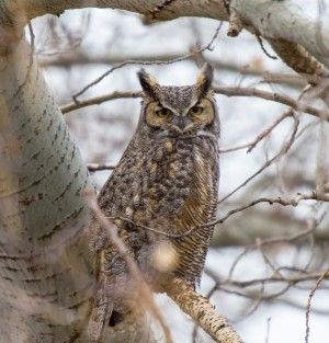 Owl prowls Birding Things to Do November Events Family Audubon Society of Rhode Island