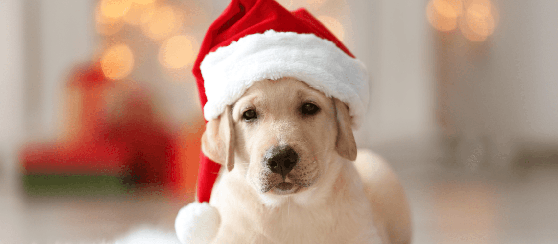 Will You Be My Secret Santa?