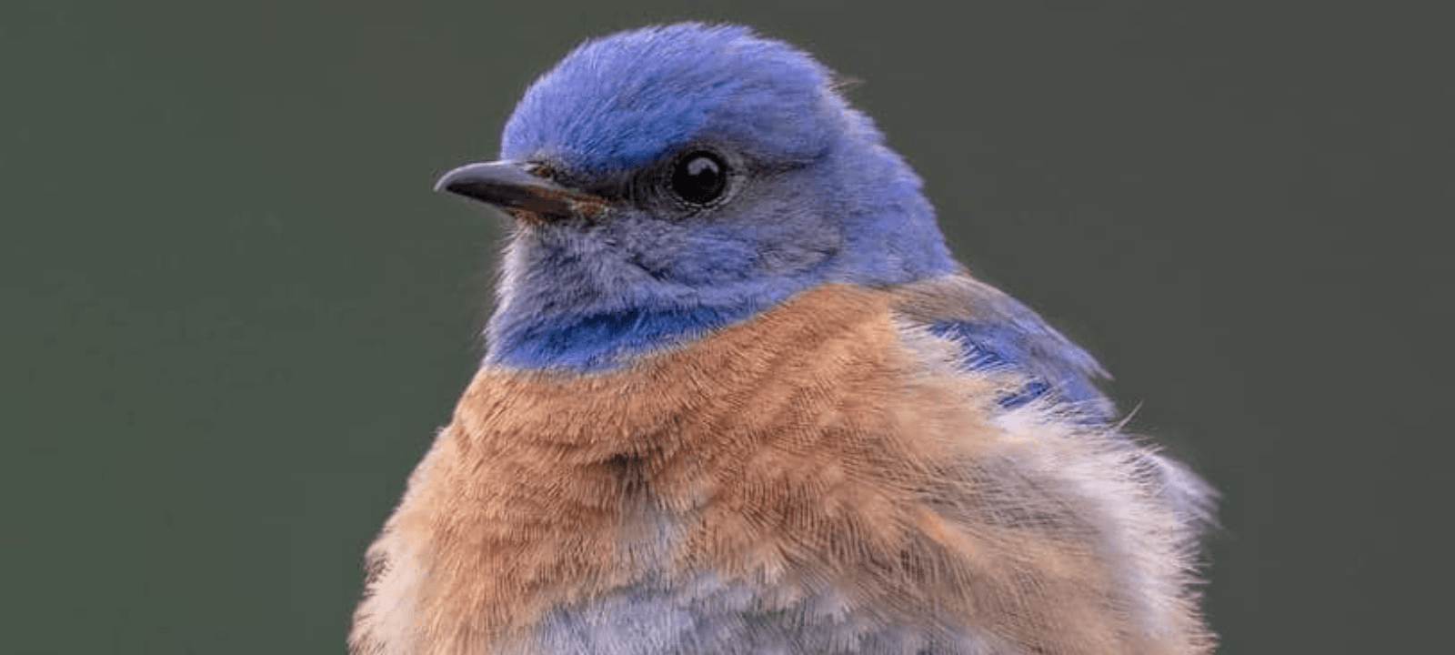 California Bluebird Recovery Program