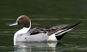 Northern Pintail (male)