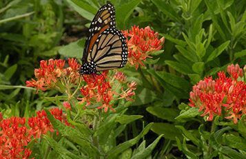 Monarch butterfly on milkweed