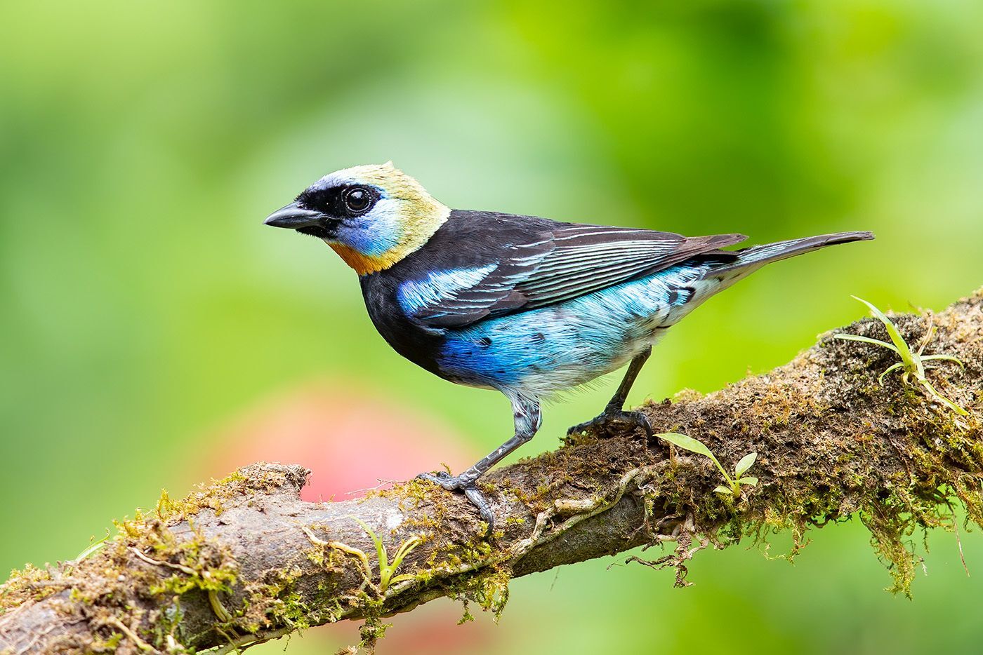 A Golden-hooded Tanager with bright blue belly, dark wings, and multicolored head and neck perched on a branch covered in lichen and moss