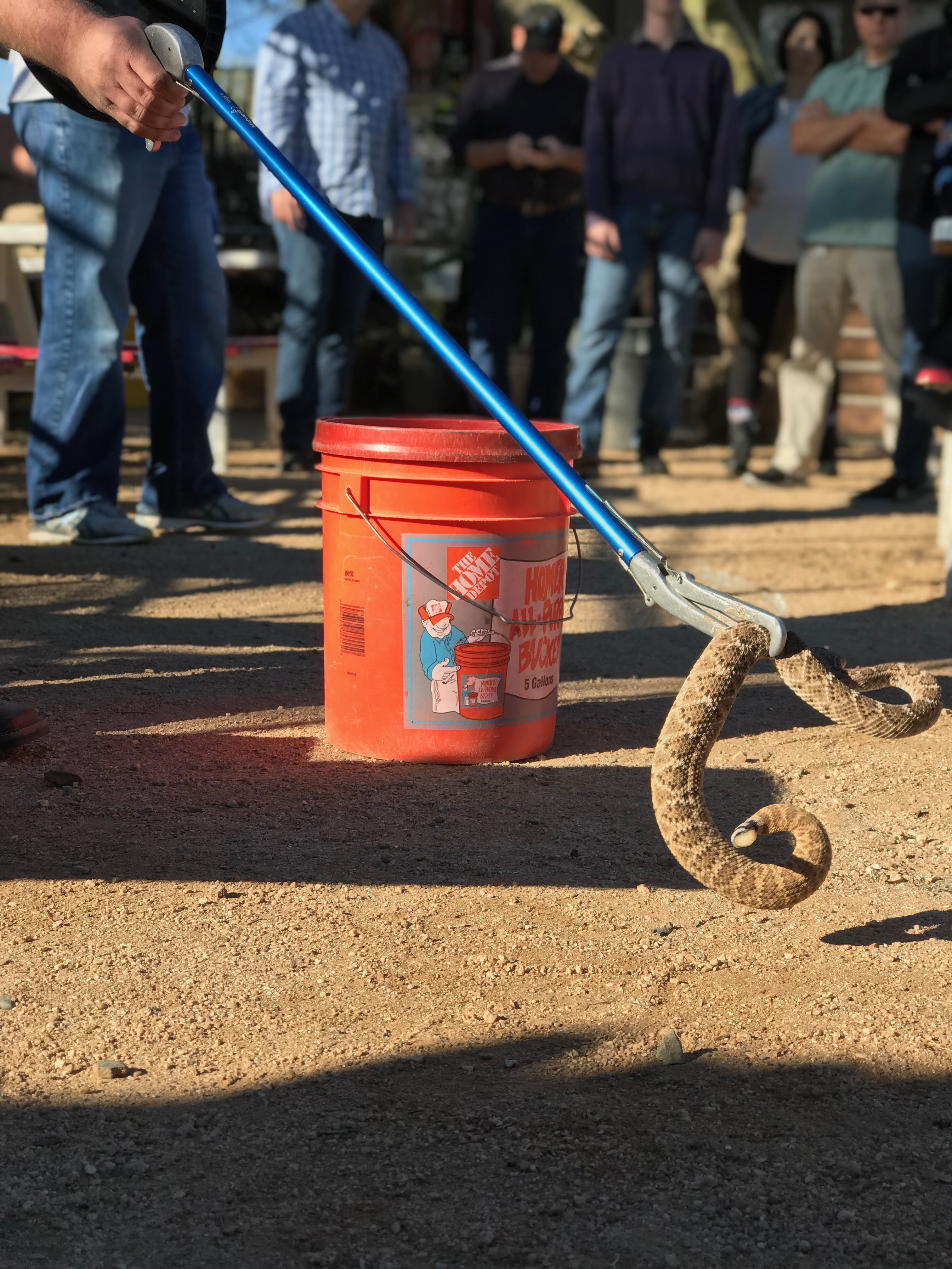 Venomous Snake Training