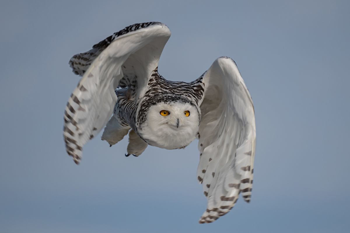 Snowy Owl by Janice Sullivan 