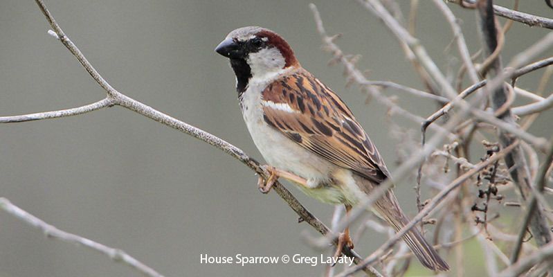 House Sparrow