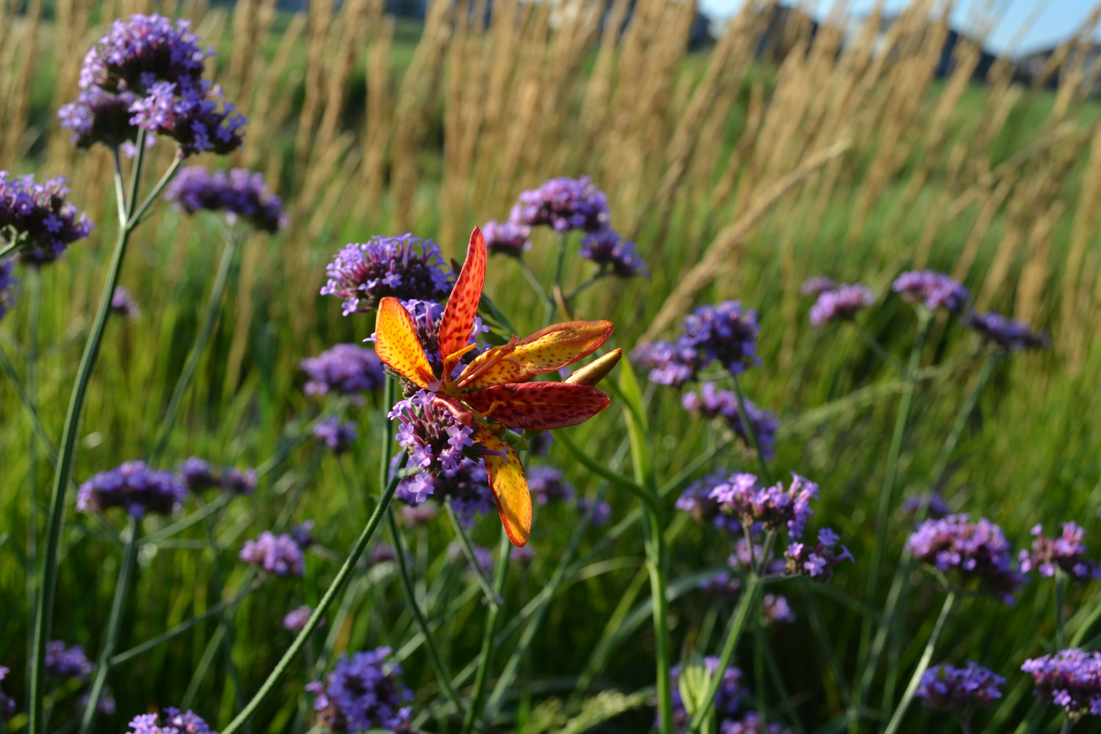 orange and purple flowers in a prairie setting
